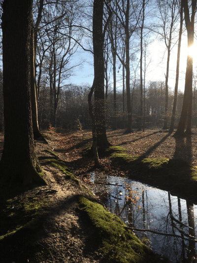 Als Naturcoach gehe ich gerne mit Ihnen in die Natur